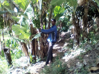 Bauer steht auf einem DAF-Acker vor Bananenstauden mit reicher Ernte