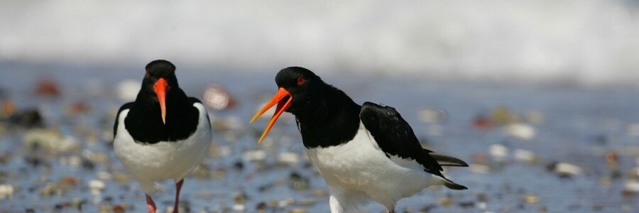 Austernfischer am Strand Foto: Dr. H. Fried
