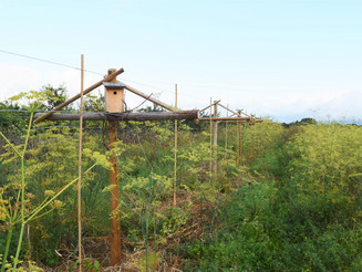 Kiwipflanzen welche sich an Holzgerüsten hochranken