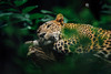 Jaguar liegt in Wald auf Baumstamm
