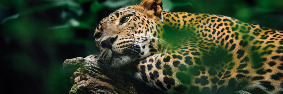 Jaguar liegt in Wald auf Baumstamm