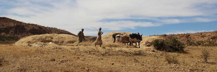 Zwei Landwirte hüten Rinder in afrikanischer Savanne