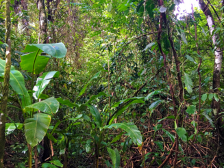 Unterwuchs eines dichten Regenwalds in Costa Rica