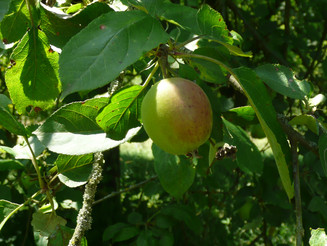 Apfel hängt an Baum