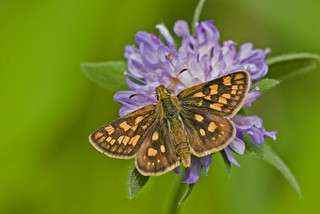 Schmetterling auf lila Blüte