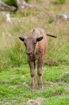 Kleines Wisentkalb steht auf grüner Wiese und schaut in die Kamera