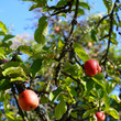 Äpfel hängen an einem Baum auf einer Streuobstwiese in Wiesbaden