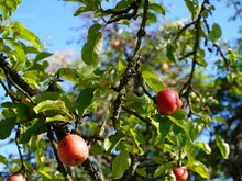 Äpfel hängen an einem Baum auf einer Streuobstwiese in Wiesbaden