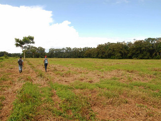 Zwei Personen laufen über Ackerfläche in Costa Rica