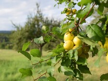 Grüne Äpfel hängen an einem Ast auf einer Streuobstwiese