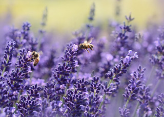 Bienen auf Lavender