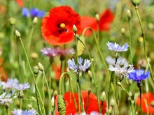 Blühende Wiese mit unterschiedlichsten Blumen auf der unter anderem Klatschmohn wächst