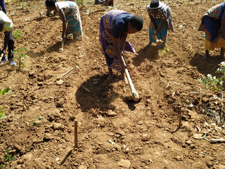 Bauern und Bäuerinnen bearbeiten per Hand eine Ackerfläche in Malawi