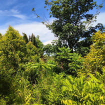 Mehrere Jahre alte, dicht bewachsene Dynamische Agroforstparzelle auf Madagaskar, bei der neben einer Vielzahl an Ackerfrüchten auch artenreich Bäume wachsen