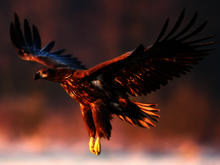 Seeadler fliegt durch die Luft
