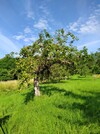 Früchte tragender Apfelbaum auf einer Streuobstwiese