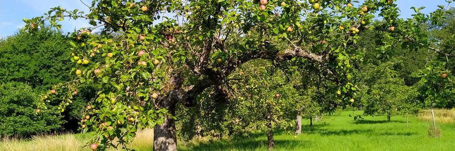 Früchte tragender Apfelbaum auf einer Streuobstwiese