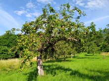 Früchte tragender Apfelbaum auf einer Streuobstwiese