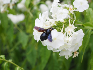 Blauschwarze Holzbiene sitzt auf einer weißen Blüte und sammelt Nektar