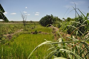 Regenbogen und Bäume Foto: Anthony Arnold