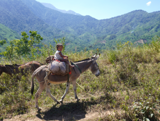 Kleines Kind der Kogi zieht auf Maultier in die höheren Lagen der Sierra Nevada de Santa Marta in Kolumbien