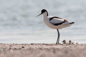 Säbelschnäbler mit Küken Foto: Jürgen Reich