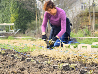 Krulsalat-Setzlinge liegen auf der Erde bereit, während eine Frau im Hintergrund pflanzt