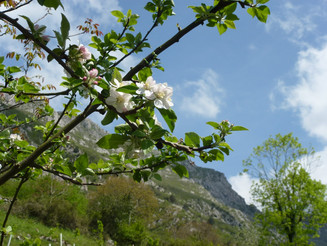Blüten von Apfelbaum