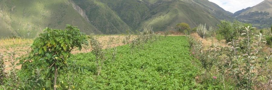 Eine landwirtschaftliche Parzelle erstreckt sich vor dem Panorama der Anden
