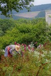 Eine Gärtnerin mit Sonnenhut arbeitet auf einer bunt blühenden Blumenwiese.