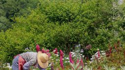 Eine Gärtnerin mit Sonnenhut arbeitet auf einer bunt blühenden Blumenwiese.