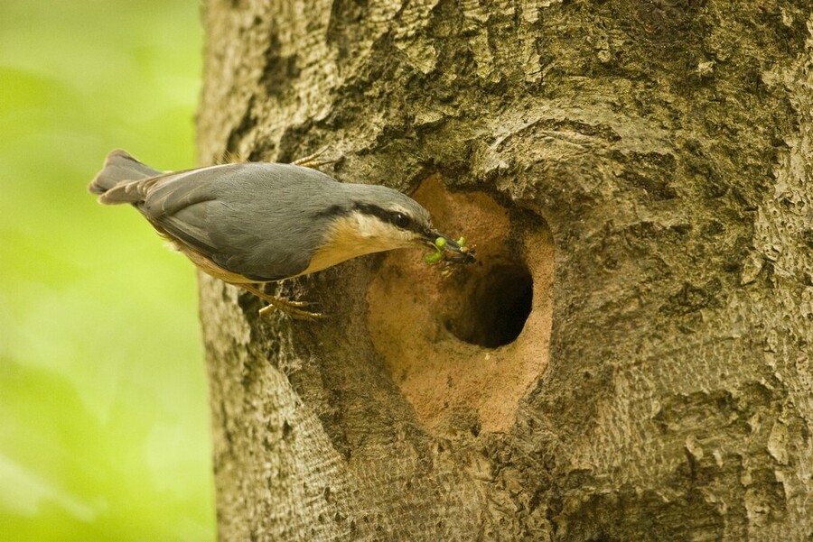 Kleiber mit Futter im Schnabel an seinem Nistplatz, einer Baumhöhle