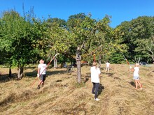 Mehrere Personen schneiden Totholz aus einem alten Streuobstbaum
