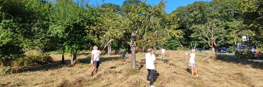 Mehrere Personen schneiden Totholz aus einem alten Streuobstbaum