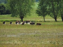 Taurusrinder auf Weide