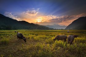 Buffalos grasen auf einem Reisfeld bei Sonnenaufgang