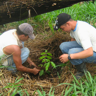 Zwei Männer pflanzen Baumsetzling auf abgeholzter Fläche im Nationalpark Patuca in Honduras