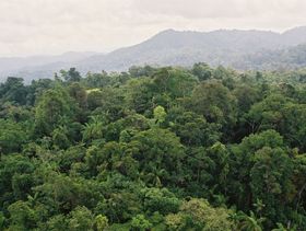 Weiter Blick über den grünen, dichten Regenwald in Costa Rica