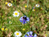 A bumblebee is sitting on a blue cornflower 
