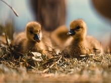 Zwei Graugans-Küken sitzen in Nest