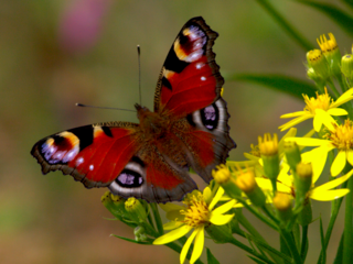 Schmetterling der Art Tagpfauenauge sitzt auf einer gelben Blüte