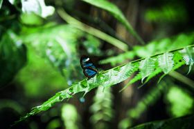Blauer Schmetterling sitzt auf Blatt eines Farns