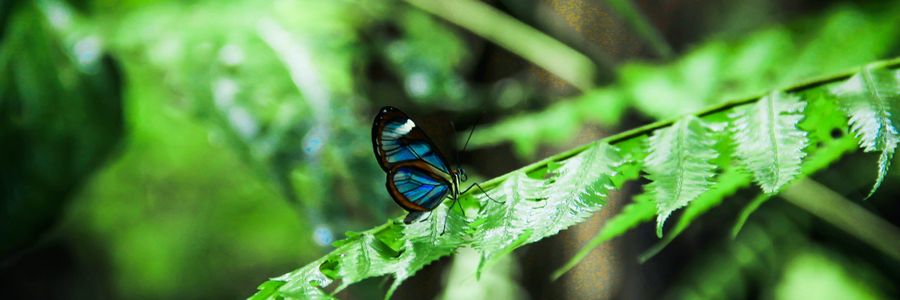 Blauer Schmetterling sitzt auf Blatt eines Farns