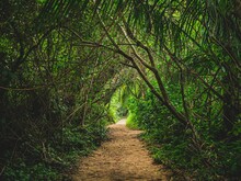 Grüner Weg Costa Rica