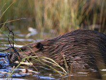Biber im Wasser