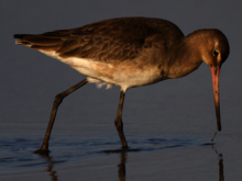Vogel sticht mit seinem Schnabel in Schlamm 