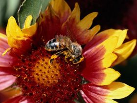 Biene sitzt auf rot-gelber Blüte