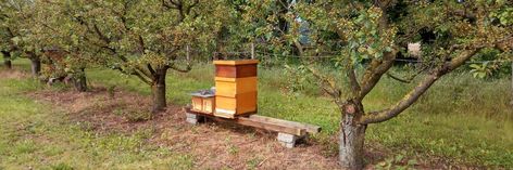 Bienenvölker am Rand des DAF Ackers
