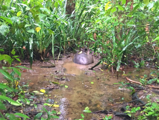Bairds Tapir liegt in einer Wasserkuhle im Regenwald von Costa Rica