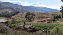 Dicht bewachsene Dynamische Agroforstparzelle im Hochland in Bolivien vor den kahlen Hängen der abgeholzten Anden